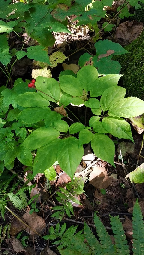 讷殷部 鲜林下参（精品）1棵/盒