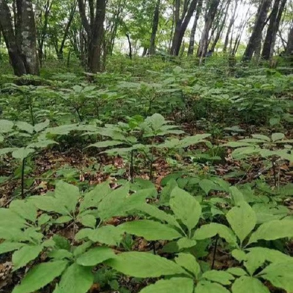 讷殷部 林下参20只/盒