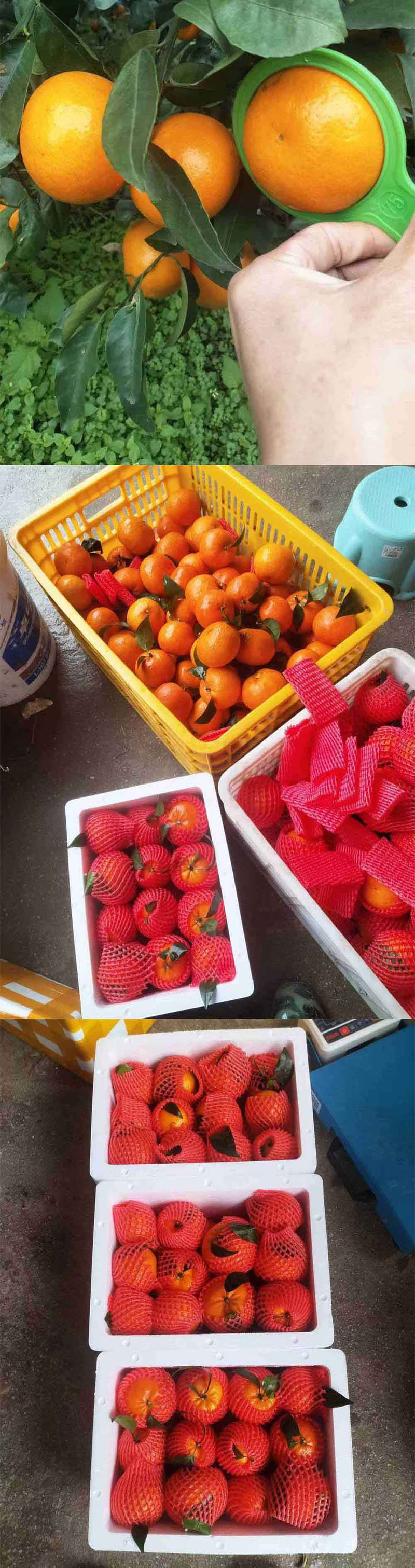  洛阳农品 农家自产 武鸣沃柑5kg （精品中大果）果园现摘新鲜水果