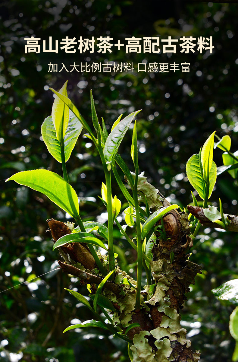 澜沧古茶 23年0081普洱熟茶云南高山熟普七子饼茶