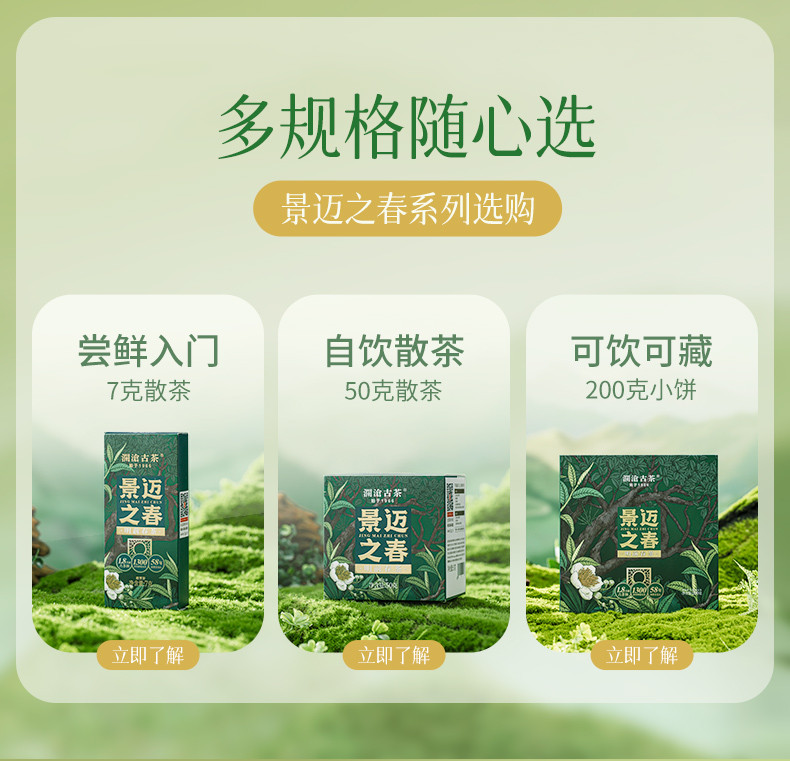 澜沧古茶 2024年景迈之春(散茶)50克【开播福利前50单送马克杯】