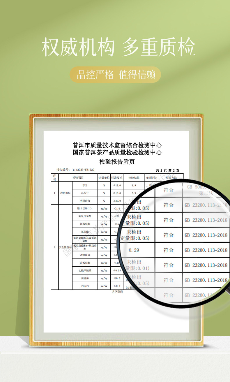 澜沧古茶 2024年景迈之春(散茶)50克【开播福利前50单送马克杯】