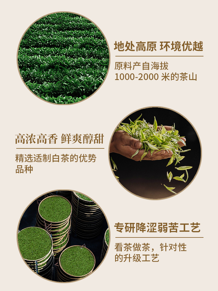 澜沧古茶  24年普洱熟茶40克+高山贡眉50克