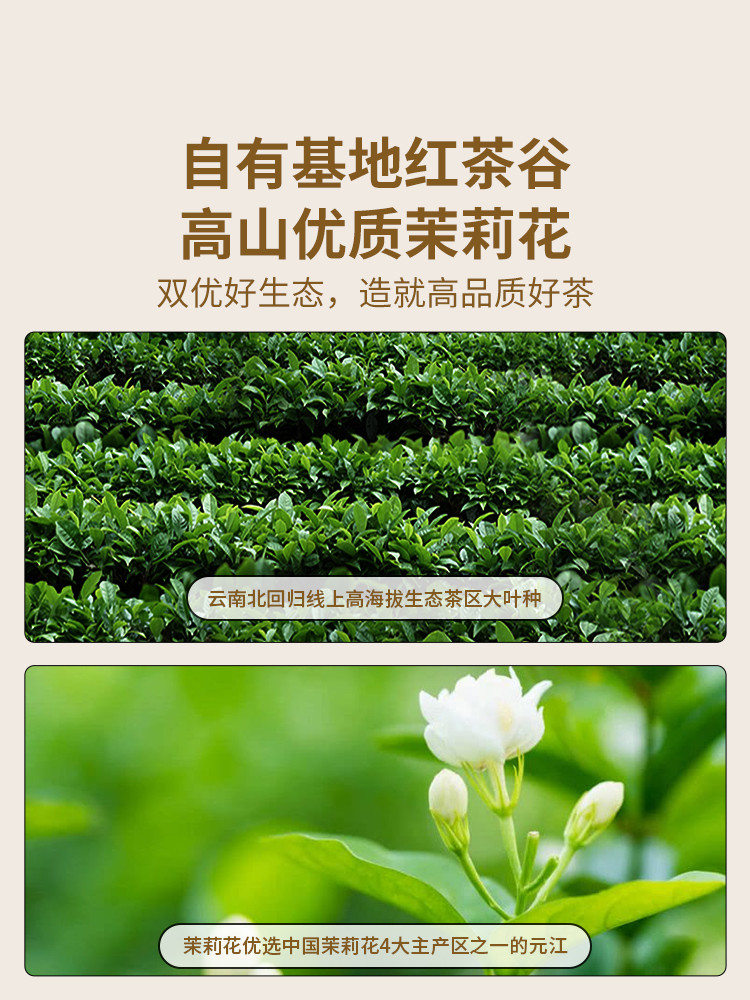 澜沧古茶 澜沧古茶 24年茉莉红茶90克 + 24年高山贡眉50克