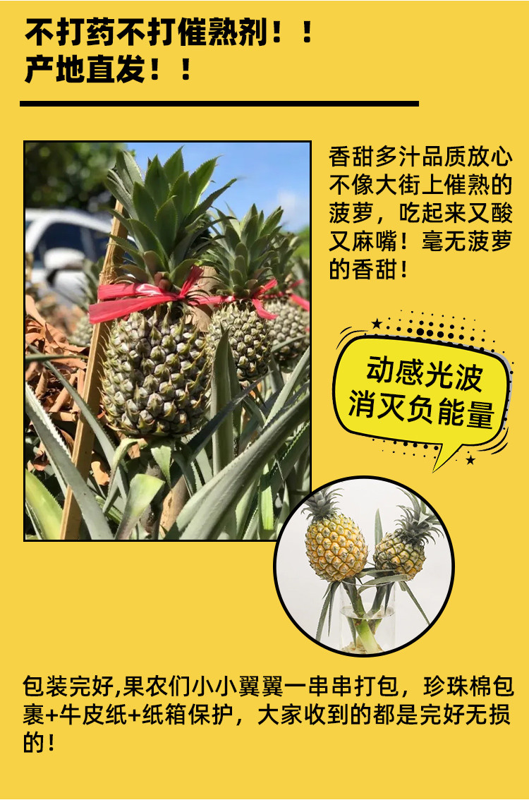 叮咚买菜 动感光波水培菠萝