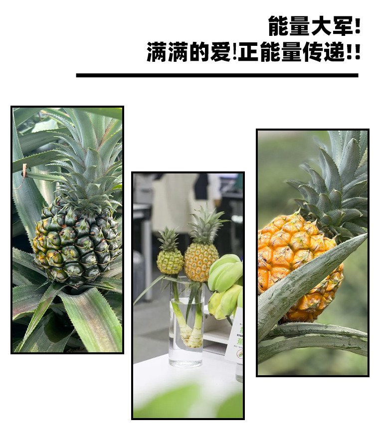 叮咚买菜 动感光波水培菠萝