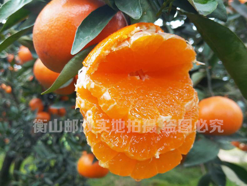 中国邮政 衡山永和沃柑 超大精品果 脆脆甜 汁汁爆 橘子 新鲜水果
