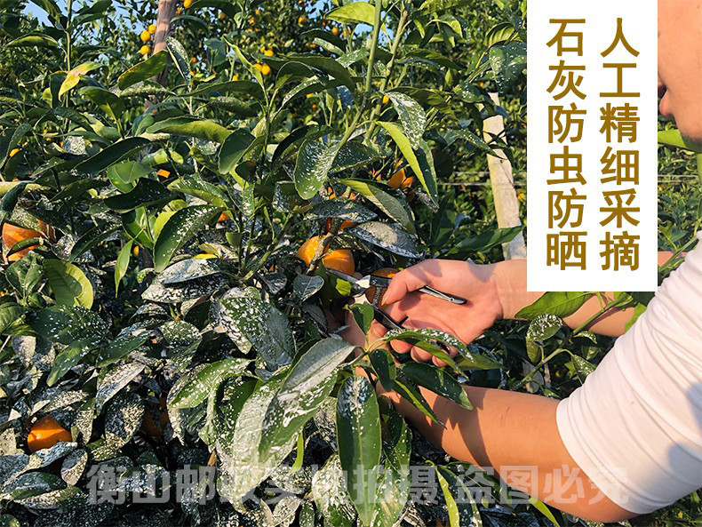 中国邮政 衡山永和沃柑 超大精品果 脆脆甜 汁汁爆 橘子 新鲜水果