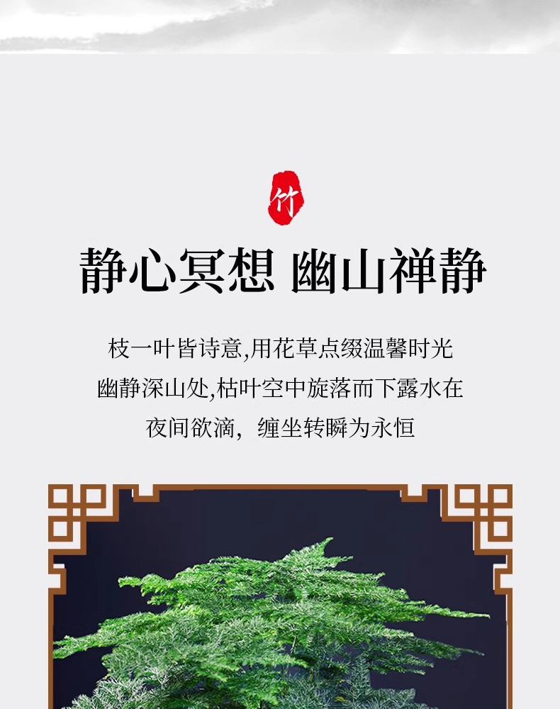 德沃多 文竹盆栽植物室内花卉盆景客厅办公室桌面禅意小绿植好养四季常青