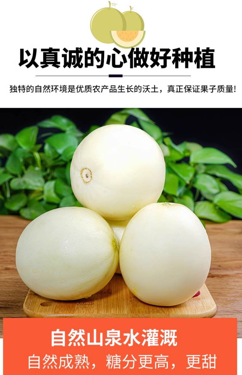 沃丰沃 现摘新鲜陕西阎良甜瓜水果新鲜应当季5斤头茬香瓜脆甜白瓜蜜香瓜