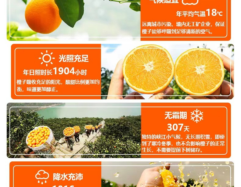 沃丰沃 【助农】湖北伦晚脐橙3斤新鲜橙子现摘当季水果手剥冰糖果冻橙