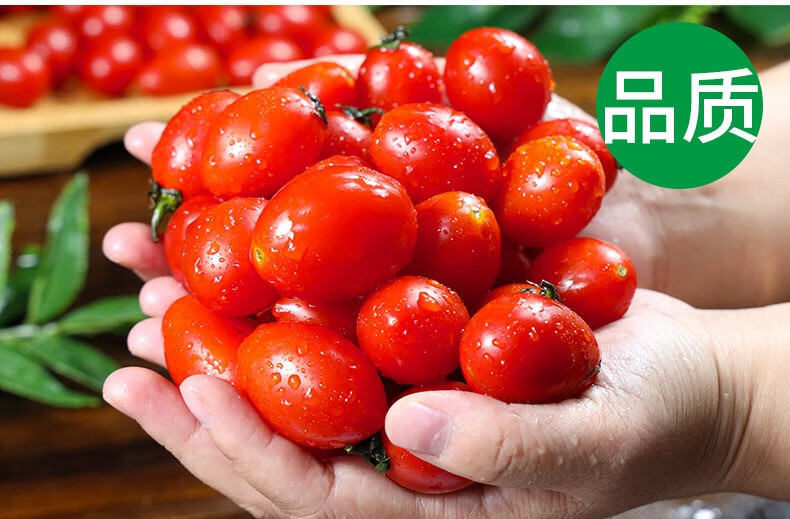 沃丰沃 【助农】圣女果5斤水果小番茄农家自种现摘现发爆汁新鲜口感香甜