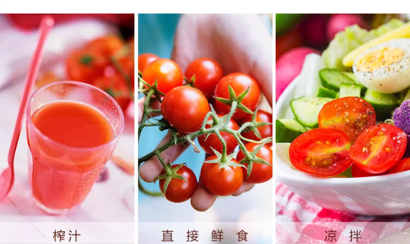 沃丰沃 【助农】现摘圣女果番茄3斤新鲜正宗西红柿小番茄现摘水果甜爆汁