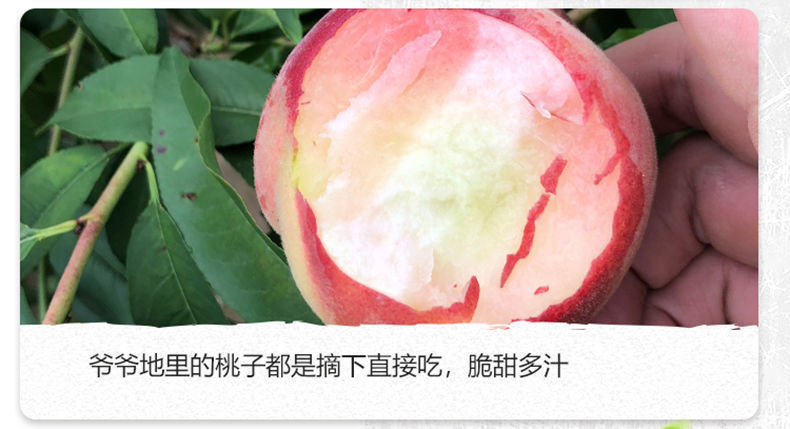沃丰沃 【助农】优选当季现摘新鲜水果1斤水蜜桃脆甜应季桃子毛桃香甜