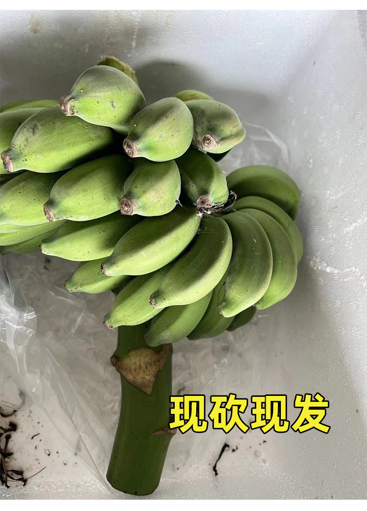 沃丰沃 禁止蕉绿【一把】水培香蕉拒绝焦虑办公室芭蕉桌面静止焦绿小米蕉