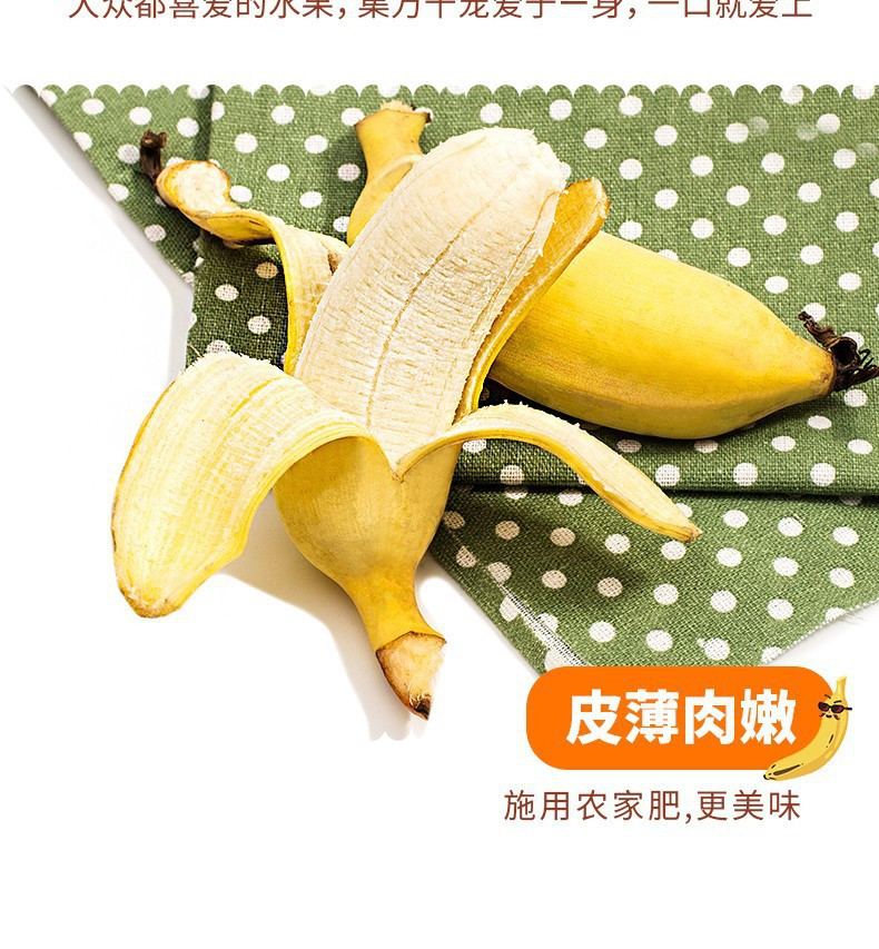 沃丰沃 【助农】正宗小米蕉香蕉新鲜3斤自然熟当季现摘整箱水果粉蕉