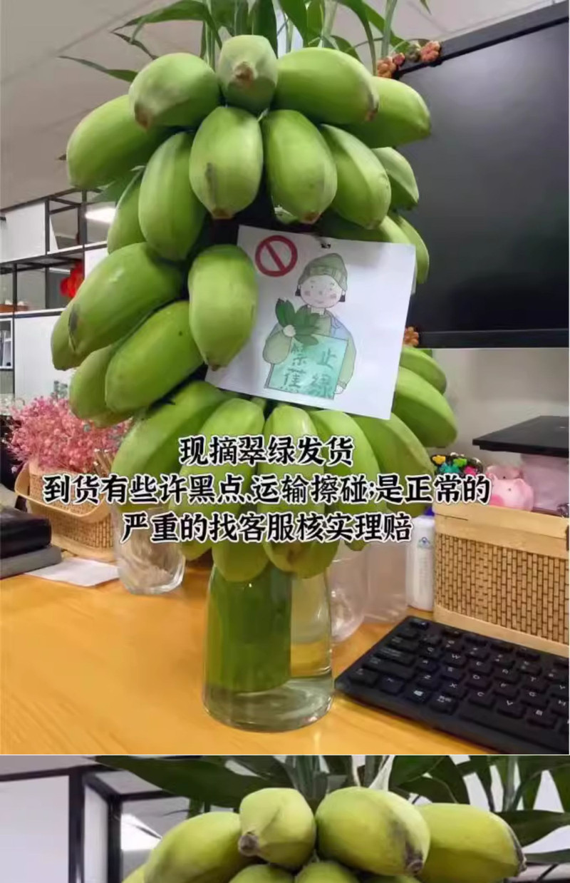 沃丰沃 【禁止蕉绿2把】办公室拒绝焦虑水培桌摆件观赏可食用整株带杆