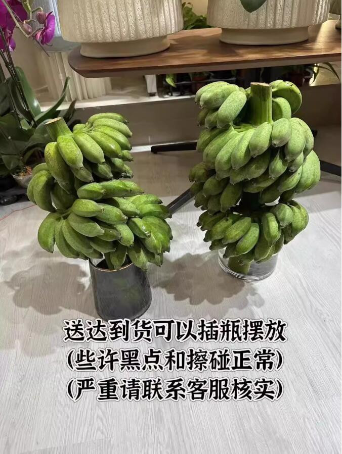 沃丰沃 【禁止蕉绿2把】办公室拒绝焦虑水培桌摆件观赏可食用整株带杆