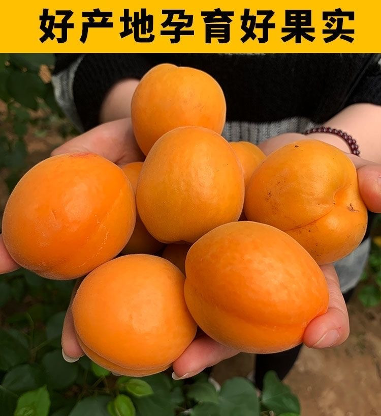 沃丰沃 【助农】头茬新鲜杏子3斤应季现摘鲜果甜甜杏子孕妇酸甜杏儿