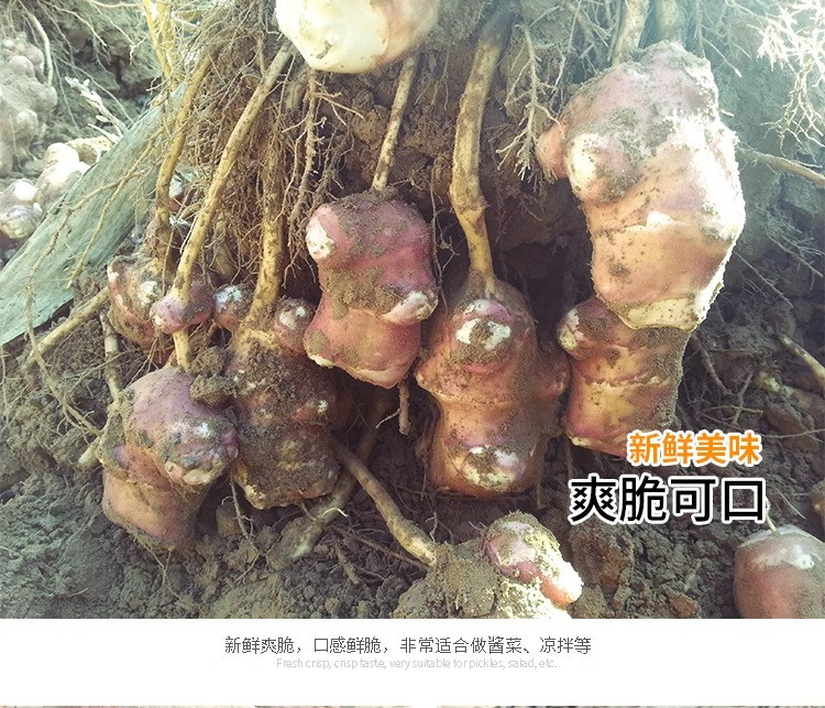 沃丰沃 新鲜现挖红皮洋姜【3斤】鬼子姜不辣农家腌制酱菜泡菜咸菜