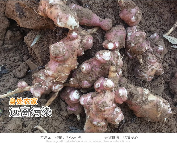 沃丰沃 新鲜现挖红皮洋姜【3斤】鬼子姜不辣农家腌制酱菜泡菜咸菜