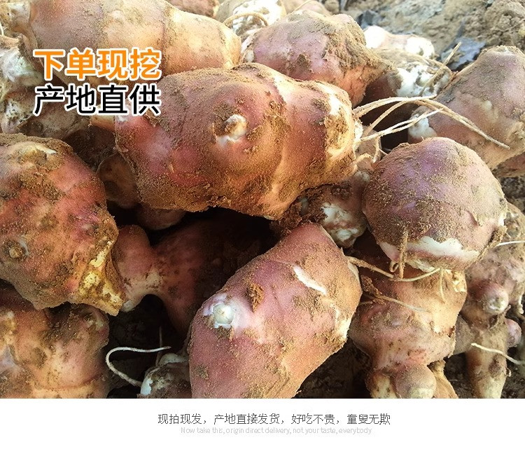 沃丰沃 新鲜现挖红皮洋姜【3斤】鬼子姜不辣农家腌制酱菜泡菜咸菜