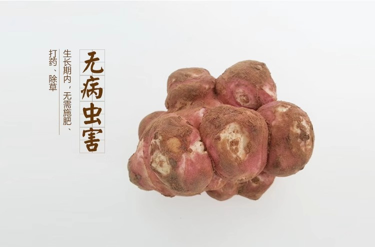 沃丰沃 新鲜现挖红皮洋姜【3斤】鬼子姜不辣农家腌制酱菜泡菜咸菜