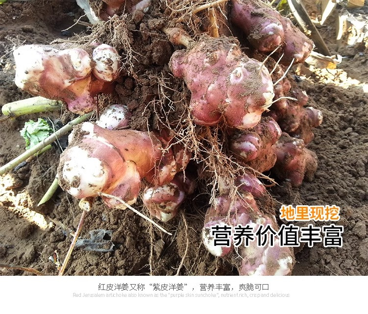 沃丰沃 新鲜现挖红皮洋姜【3斤】鬼子姜不辣农家腌制酱菜泡菜咸菜