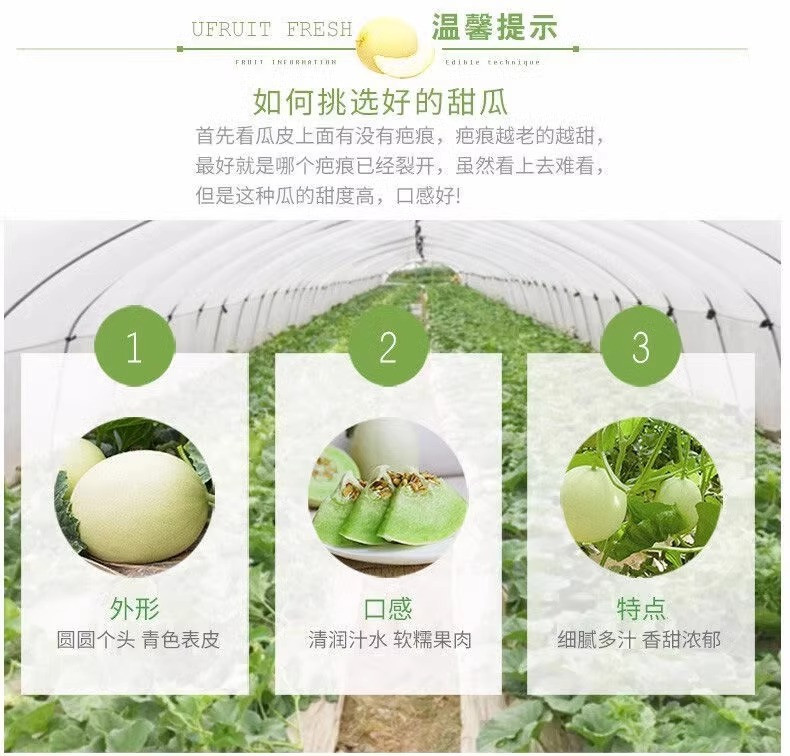 沃丰沃 现摘现发海南头茬玉菇甜瓜【3斤】新鲜绿肉甜瓜冰激凌香瓜软糯