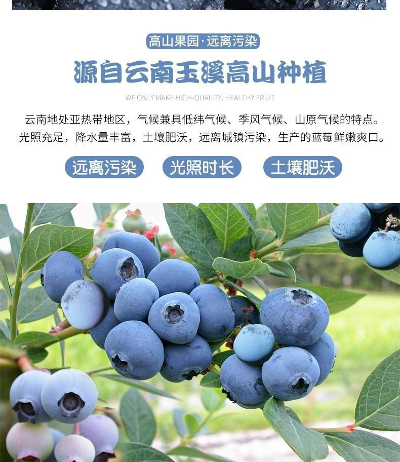 沃丰沃 新鲜蓝莓鲜果2盒*125g应当季水果现摘现发休闲食品