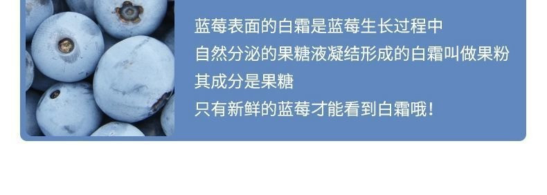 沃丰沃 云南新鲜蓝莓现摘现发1盒*125g当季时令鲜果蓝莓果园采摘