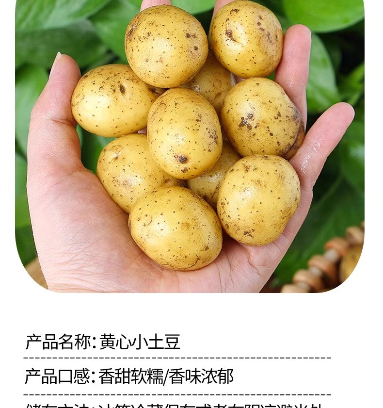 沃丰沃 现挖新鲜恩施小土豆【5斤】农家现挖蔬菜黄心马铃薯整箱