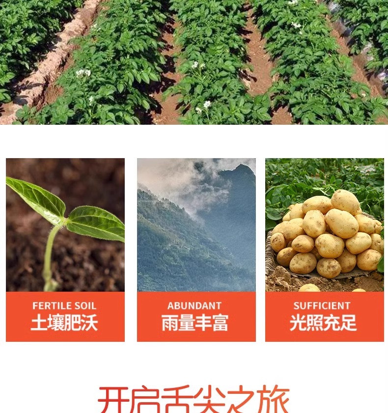 沃丰沃 现挖新鲜恩施小土豆【5斤】农家现挖蔬菜黄心马铃薯整箱