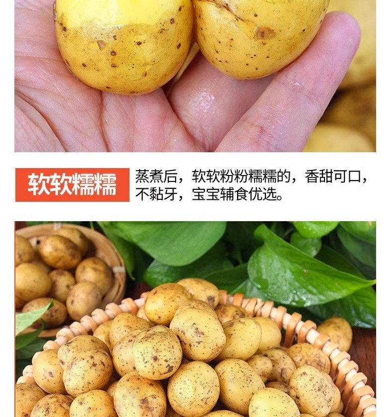 沃丰沃 现挖新鲜恩施小土豆【5斤】农家现挖蔬菜黄心马铃薯整箱