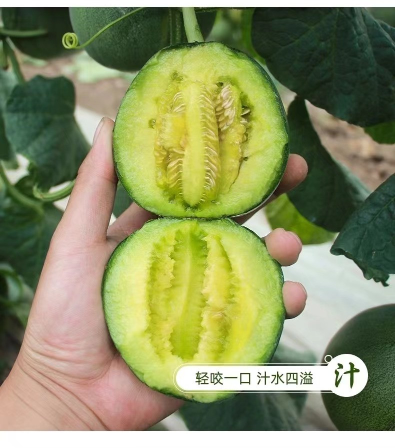 外婆喵 绿宝石甜瓜【5斤】头茬香瓜脆瓜新鲜水果当季时令脆甜小蜜瓜