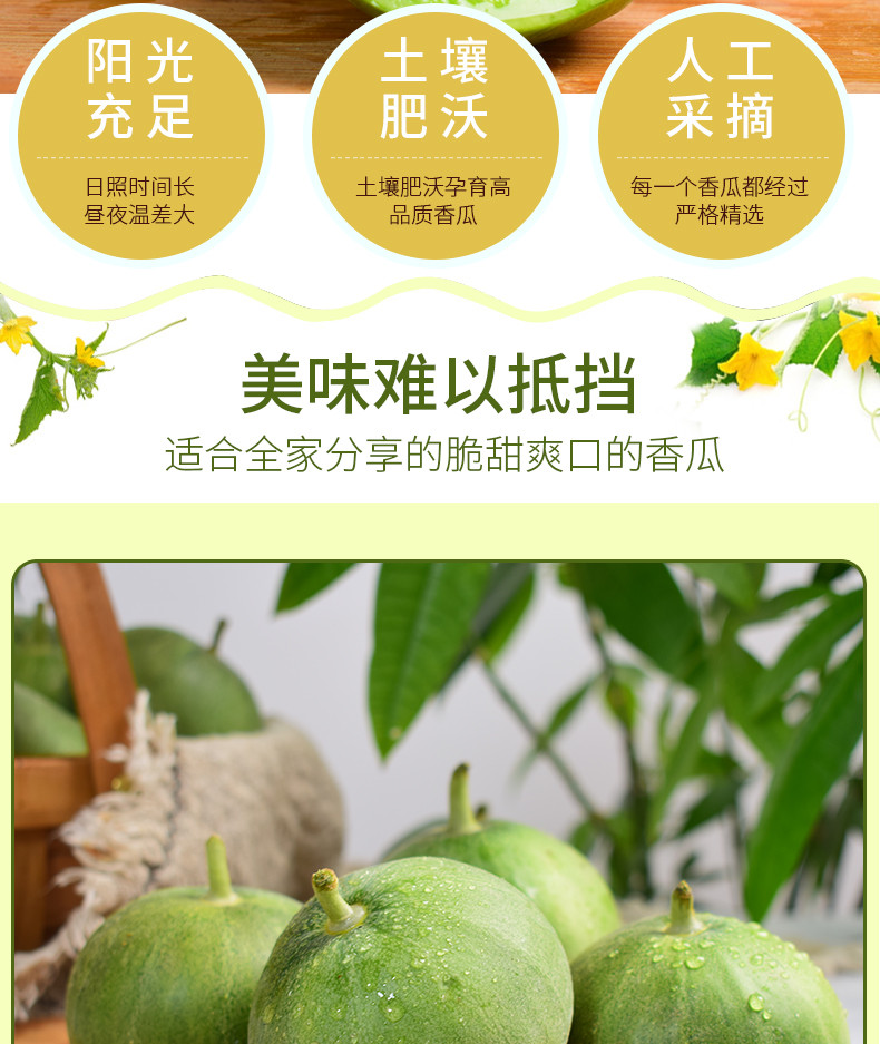 外婆喵 【助农】陕西绿宝甜瓜1个新鲜当季水果应季阎良绿宝石蜜瓜小香瓜