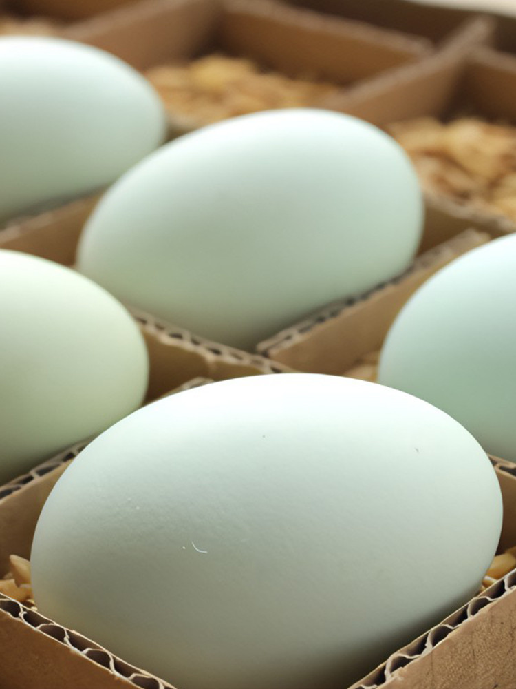 外婆喵 【乌鸡蛋10枚】新鲜鸡蛋散养正宗鸡蛋谷物当日月子蛋
