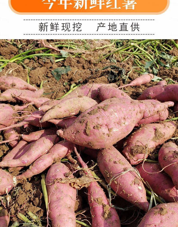 外婆喵 【助农】5斤新鲜南宁板栗红薯农家自种广西番薯皮薄肉厚