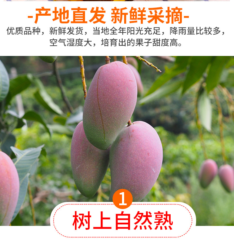 外婆喵 【助农】广西南宁贵妃芒果热带水果5斤新鲜水果非树上催熟
