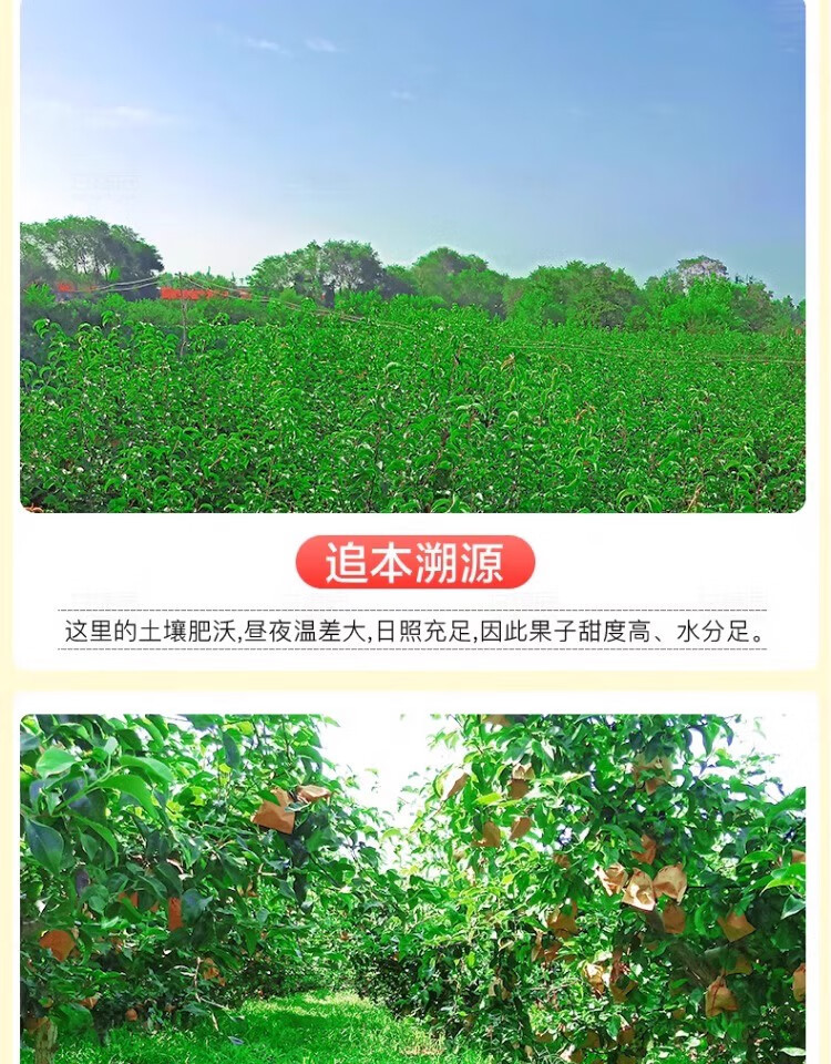 外婆喵 河北皇冠梨【3斤】下火润肺当季水果现摘白梨皮薄脆甜多汁