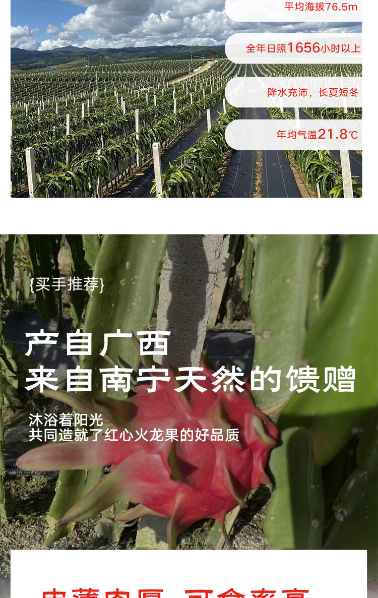 外婆喵 金都一号红肉红心【火龙果1斤】当季生鲜热带水果新鲜现摘多汁