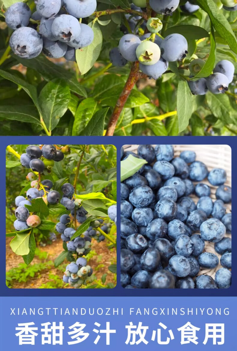 外婆喵 【蓝莓*4盒】新鲜中果当季现摘高山甜怡颗蓝莓生鲜时令水果