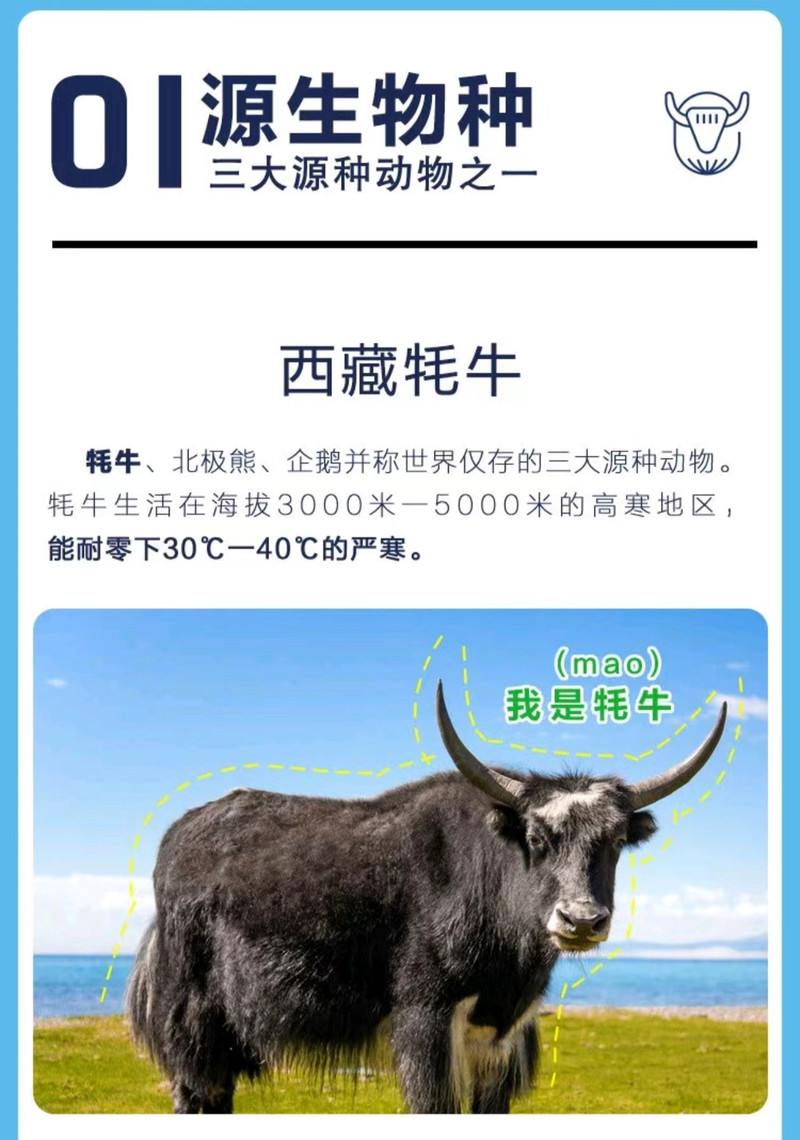 高原之宝 西藏牦牛纯牛奶营养牦牛奶200ml*12盒
