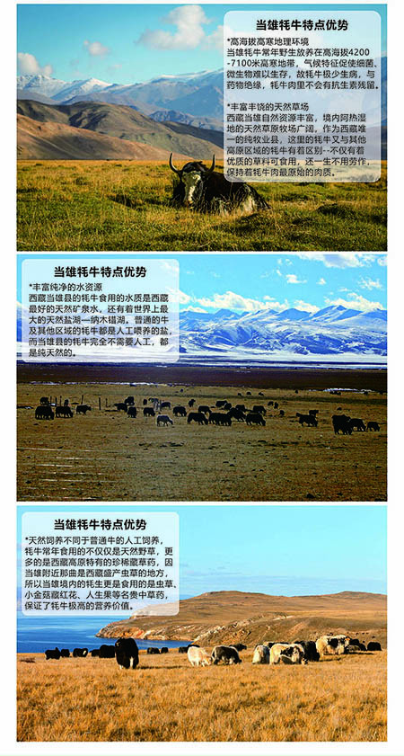 萨域牧咯 西藏牦牛腩