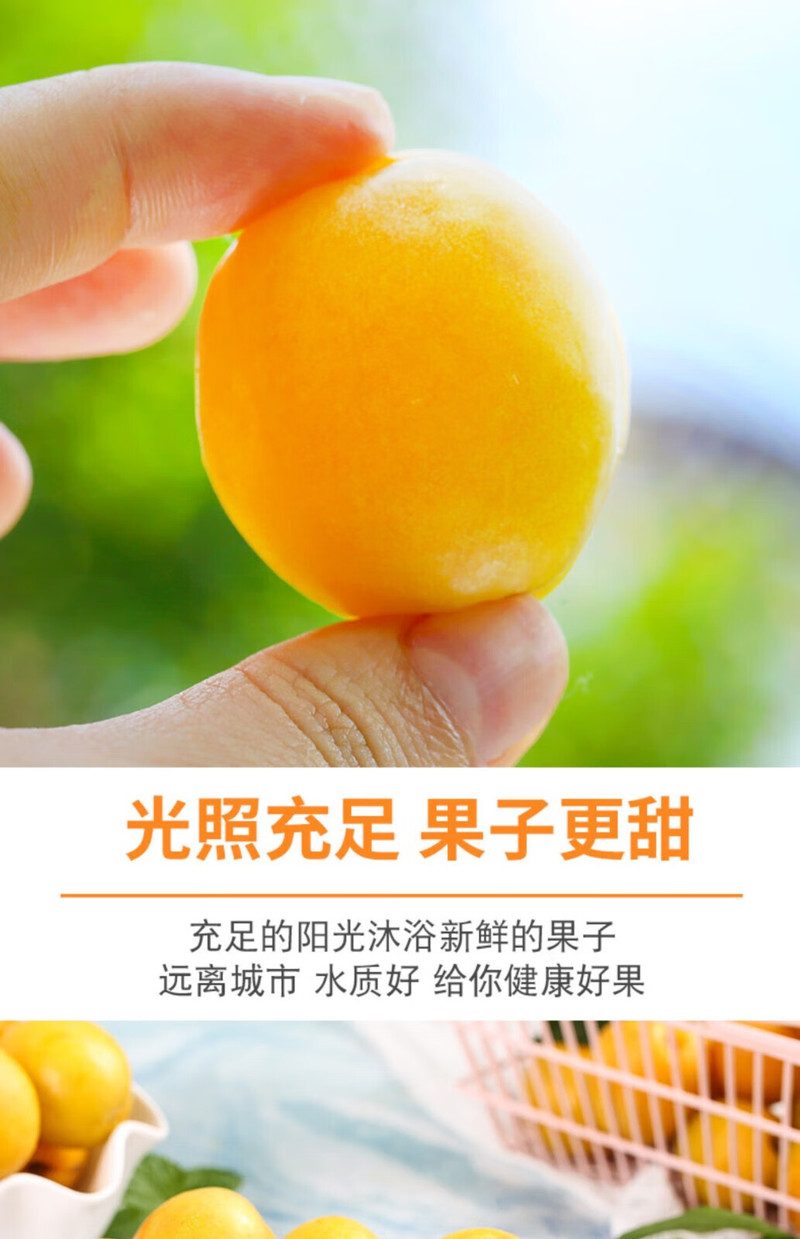 农家自产 新疆小白杏轮台新鲜小白杏