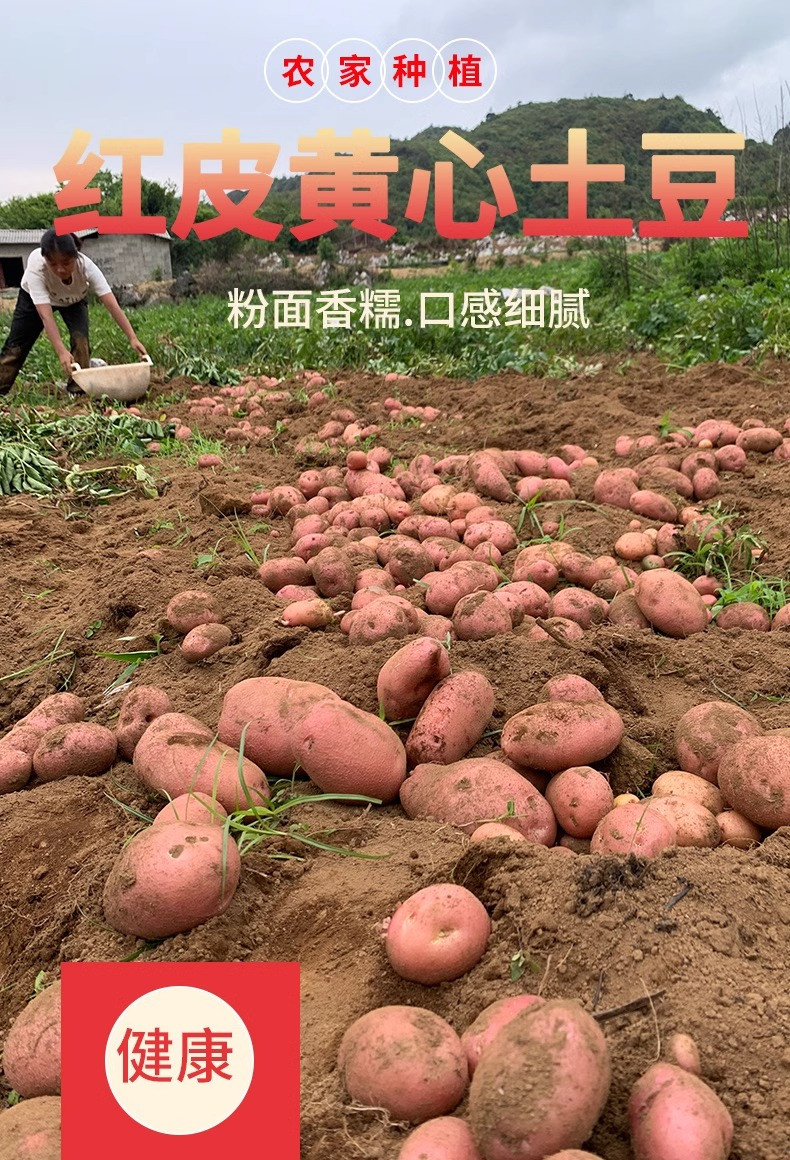 农家自产 云南红皮土豆新鲜农家洋芋产地直发
