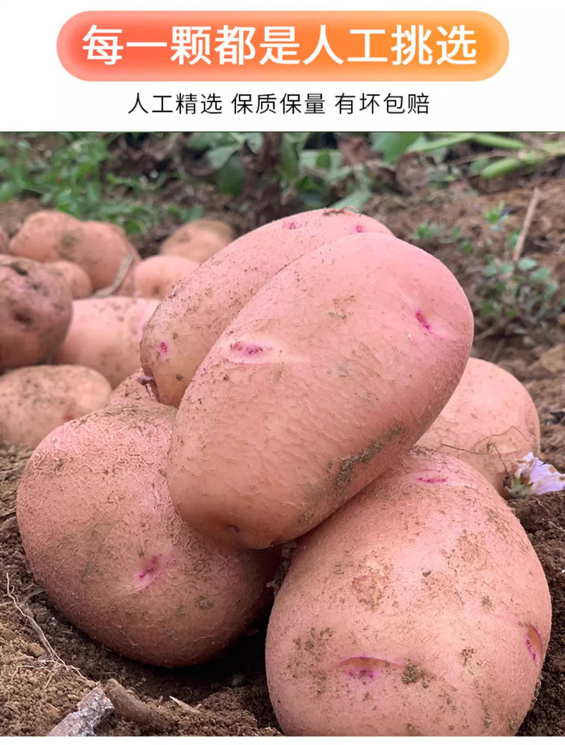 农家自产 云南红皮土豆新鲜农家洋芋产地直发