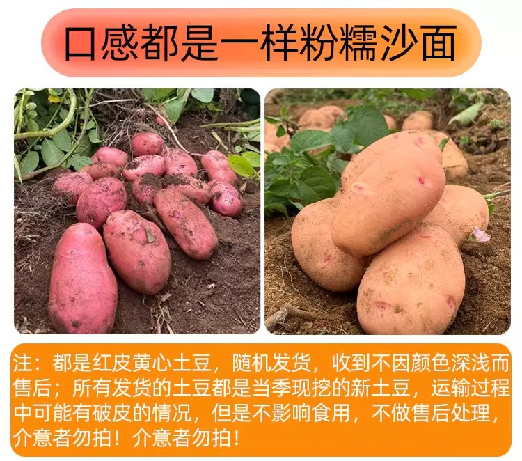 农家自产 云南红皮土豆新鲜农家洋芋产地直发