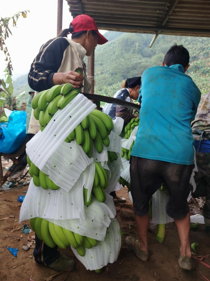 农家自产  【儿时记忆中的香蕉味】云南山地威廉斯香蕉