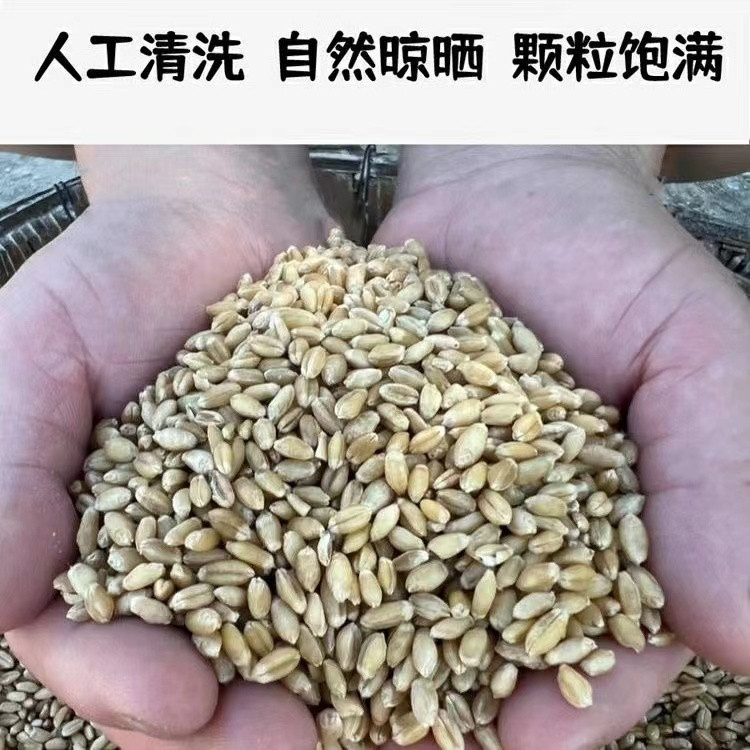 农家自产 泌阳新小麦面粉20g小袋试用装  农家自种